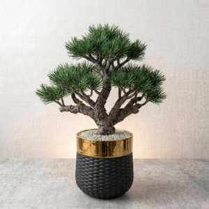 CHINA PLANTER 320